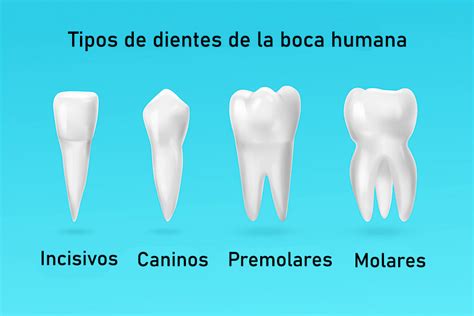 Detalle de los dientes de entresacar de la Jaguar Pastell Plus