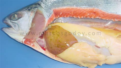 Fotografía de un salmón coho con signología de Síndrome Ictérico.