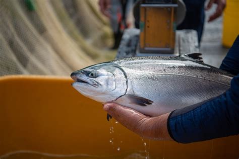 Fotografía de un ejemplar de salmón coho afectado por cuadro de SRS, mostrando lesiones externas.