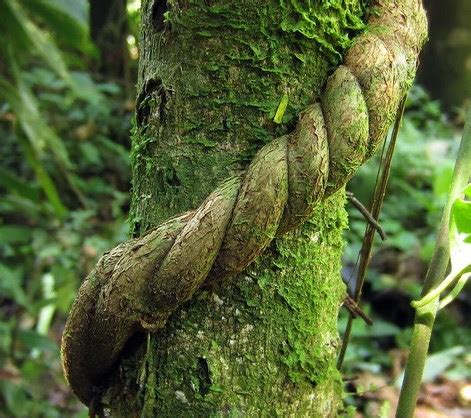 Ilustración de la liana Banisteriopsis caapi y las hojas de Psychotria viridis