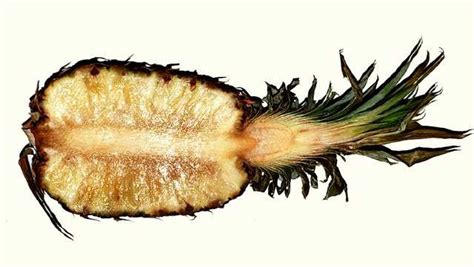 Ilustración de los síntomas del marchitamiento de la piña causado por la cochinilla algodonosa.