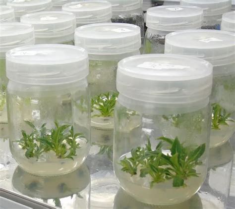 Invernadero con plantas de piña en etapa de micropropagación (vitroplantas).