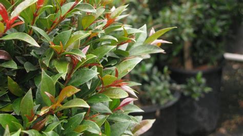 Hojas de Eugenia myrtifolia con sus distintas tonalidades