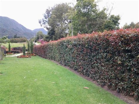 Seto formado con Eugenia myrtifolia