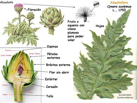 Esquema anatómico de la planta de alcachofa: raíz, tallo, hojas segmentadas e inflorescencia (fruto)