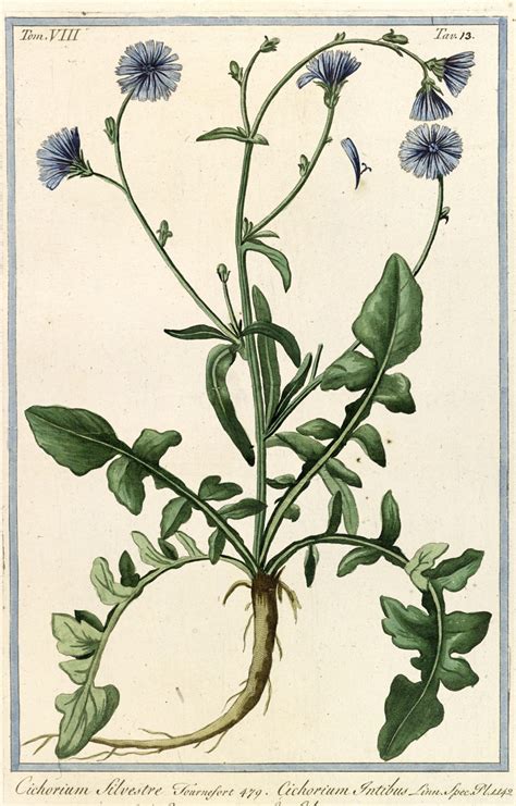 Esquema botánico de la planta Cichorium intybus destacando su raíz pivotante y sus inflorescencias azules.