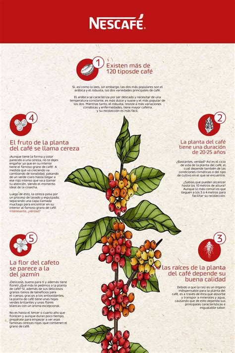 Infografía comparativa: usos de la raíz (café), hojas (ensaladas/salteados) y flores (decoración/infusiones).