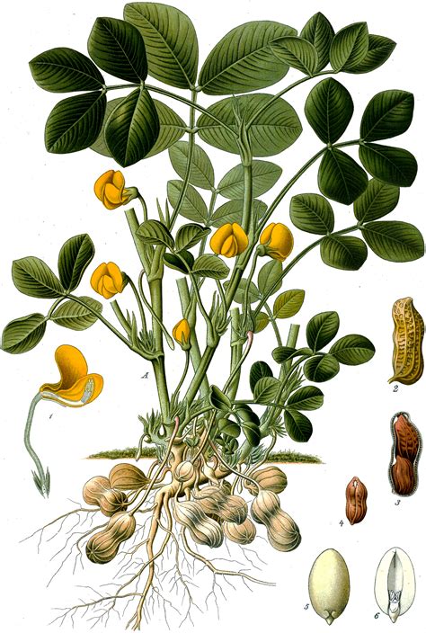Ilustración botánica comparando la planta del maní (Arachis hypogaea) y la planta de arvejas (Pisum sativum), destacando sus semillas.