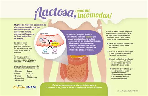 Esquema visual que muestra cómo la lactosa (azúcar) en los lácteos puede afectar la cetosis
