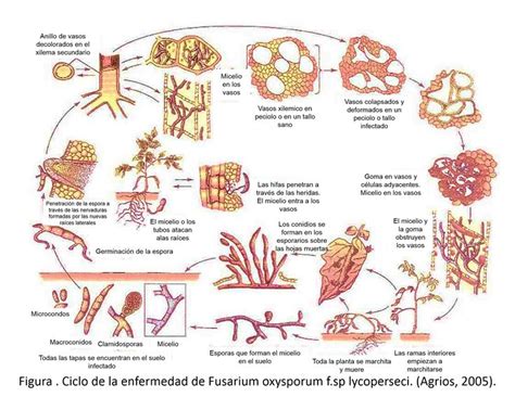 diagrama de ciclo de vida del hongo Fusarium spp. afectando raíces de espárrago