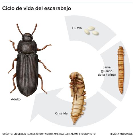 ilustración detallada del escarabajo del espárrago, sus larvas y los daños que causan en los brotes