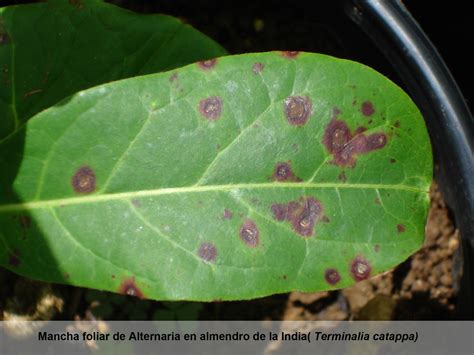 ilustraciones de los síntomas de roya, mancha morada y mancha foliar en helechos de espárrago
