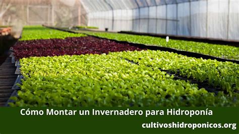 Invernadero hidropónico en funcionamiento con cultivos de lechuga