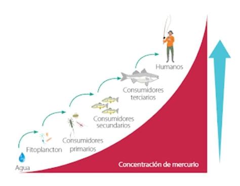 Gráfico: niveles de bioacumulación de mercurio según el tipo de pescado (pequeños vs. depredadores grandes).