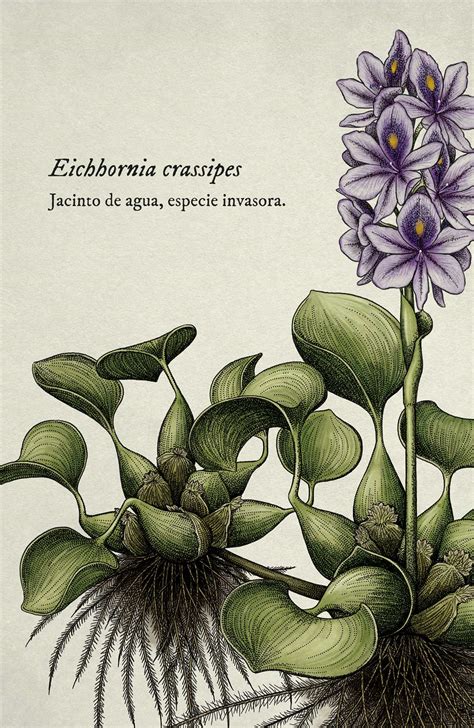 Ilustración botánica del Jacinto de Agua (Eichhornia crassipes).