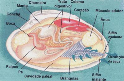 Esquema anatómico de un molusco bivalvo mostrando la estructura de la concha, el pie musculoso y los sifones de filtración.
