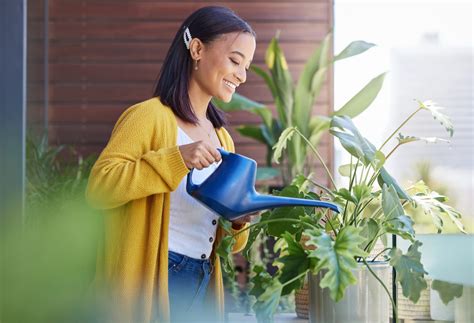 Fotografía temática de una persona regando plantas de interior con una jarra de agua de cocción de verduras a temperatura ambiente