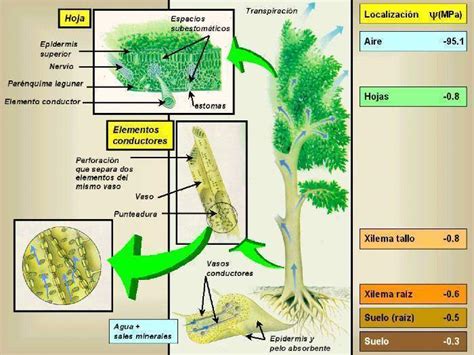 Esquema de absorción de herbicidas por las raíces de las plantas.