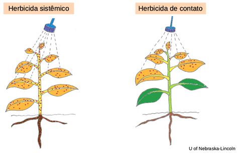 Infografía comparativa de la acción de herbicidas de contacto y sistémicos.