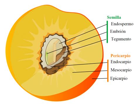 Esquema de las partes de una nuez: epicarpio, mesocarpio y endocarpio leñoso