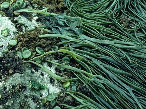 Imagen de algas espagueti de mar en su hábitat natural