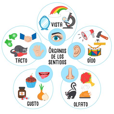 Infografía que muestra los cinco sentidos siendo estimulados por el juego con sémola