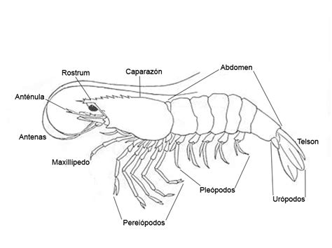 Esquema anatómico del camarón: cefalotórax, abdomen, pleópodos y estructuras especializadas como el rostro y los urópodos.