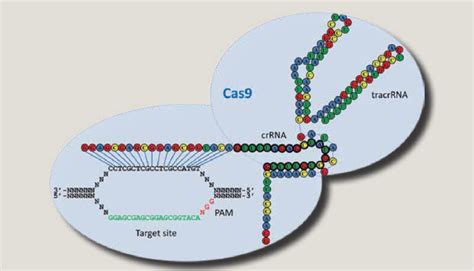 Diagrama esquemático del funcionamiento del sistema CRISPR-Cas9 con sus componentes clave: ARN guía y proteína Cas9, ilustrando el reconocimiento de la secuencia diana y la señal PAM.