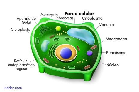 Ilustración de una célula vegetal mostrando la pared celular y los métodos de entrega de CRISPR-Cas9, como Agrobacterium y biobalística.