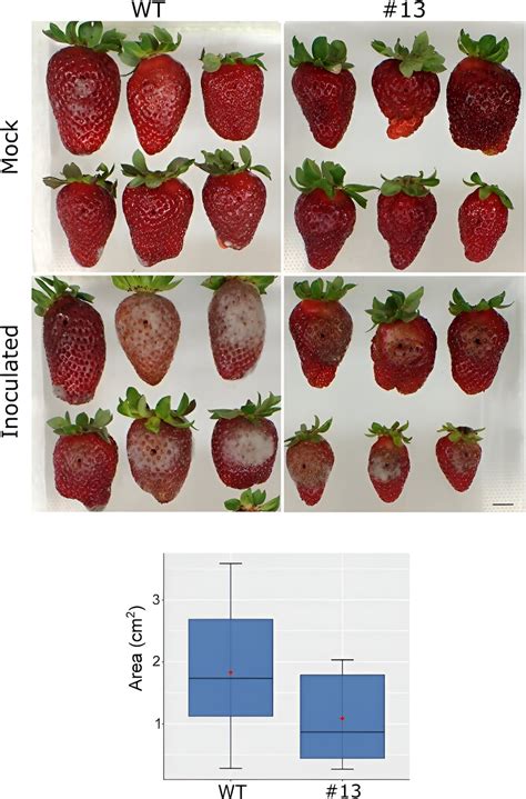 Comparativa visual de la susceptibilidad a Botrytis en frutilla convencional (WT) y una línea de frutilla editada en el gen FaPG1, mostrando la mejora en resistencia.
