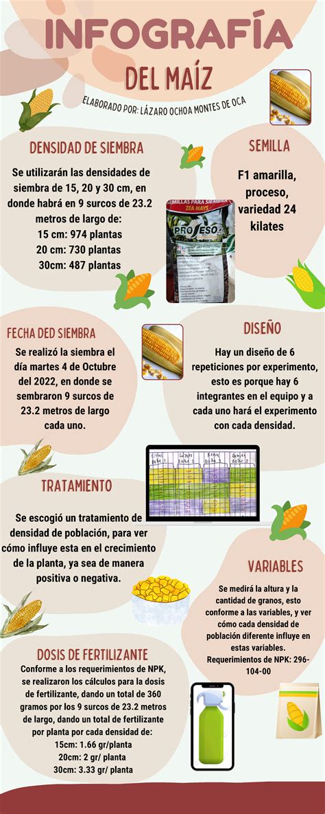 Infografía comparativa de granos de maíz peto y maíz común.