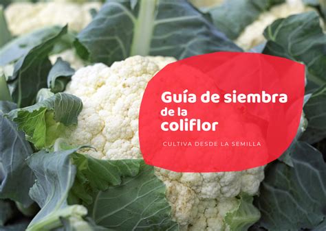 Infografía detallando los pasos para el blanqueo de la coliflor.