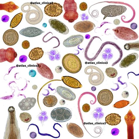 Ilustración mostrando diferentes tipos de parásitos y bacterias que pueden encontrarse en el pescado crudo.