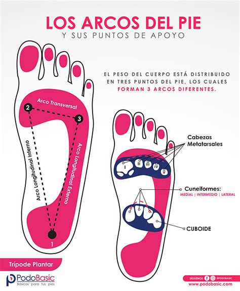 Diagrama que muestra las siete especialidades de apoyo del PIE de la escuela.