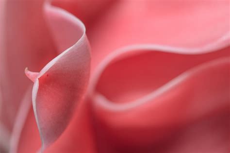 Fotografía macro de pétalos de Rosa Alba frescos para extracción
