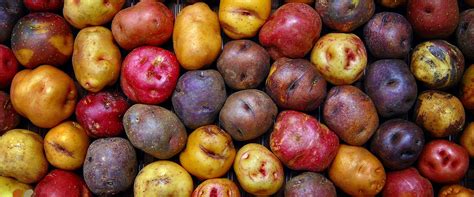 Foto de papas criollas frescas, resaltando su tamaño y color