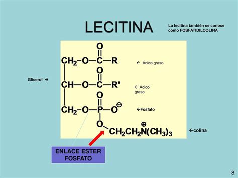 Infografía detallando la estructura molecular de la lecitina y su función como emulsionante en la mayonesa.