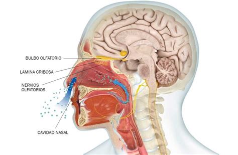infografía sobre el sistema olfativo humano y las vías nerviosas que conectan la nariz con el cerebro