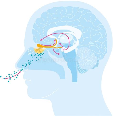 esquema comparativo entre la percepción olfativa normal, la fantosmia y la parosmia