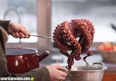 Esquema de los pasos para la cocción ideal del pulpo en olla con especias