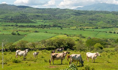 Campo de alcachofas con ganado pastando cerca