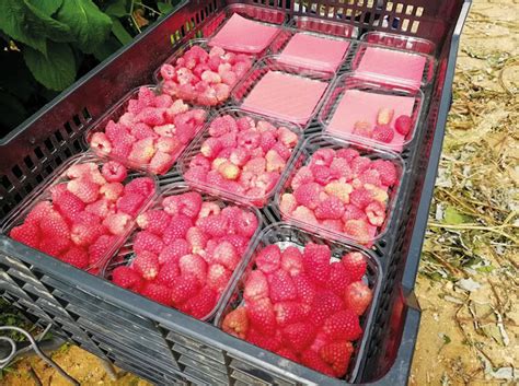 Fotografía de un huerto productivo de frambuesas y frutillas gestionado por mujeres rurales bajo modelos de cooperativismo.