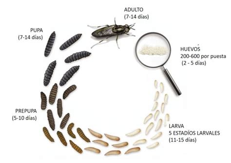Fotografía de larvas de mosca soldado negra en compost