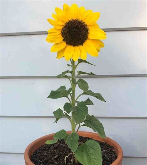 Planta de girasol en floración bajo el sol