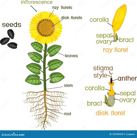 Esquema de la estructura de un capítulo de girasol mostrando flósculos ligulados y tubulosos