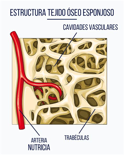 Esquema visual mostrando la textura: interior esponjoso frente a exterior dorado y azucarado