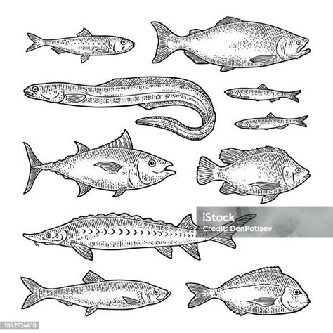 Ilustración de diferentes tipos de cebo para esturión: huevas de salmón, anguila, peces carnada, camarones, calamar.