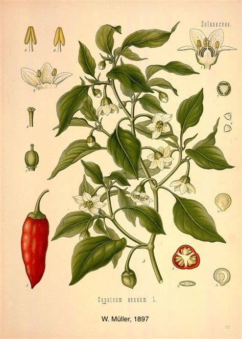 Esquema botánico de la planta de Capsicum annuum, mostrando sus raíces, tallos, hojas y frutos en distintas etapas de maduración.