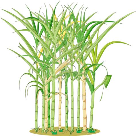 Ilustración detallada de la planta de caña de azúcar, mostrando sus tallos, hojas y raíces.