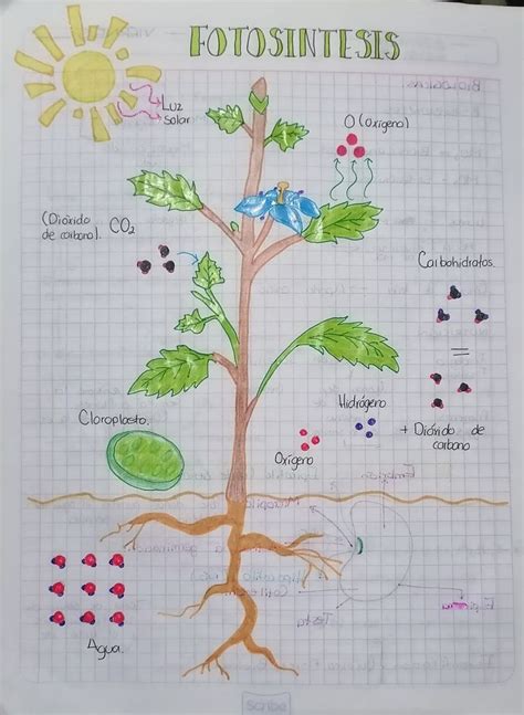 Esquema fisiológico que muestra el rol del potasio en la planta: fotosíntesis, transporte de fotoasimilados y turgencia celular.